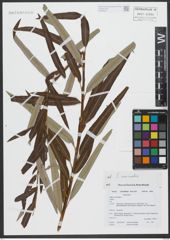 Foto von Salix viminalis L.